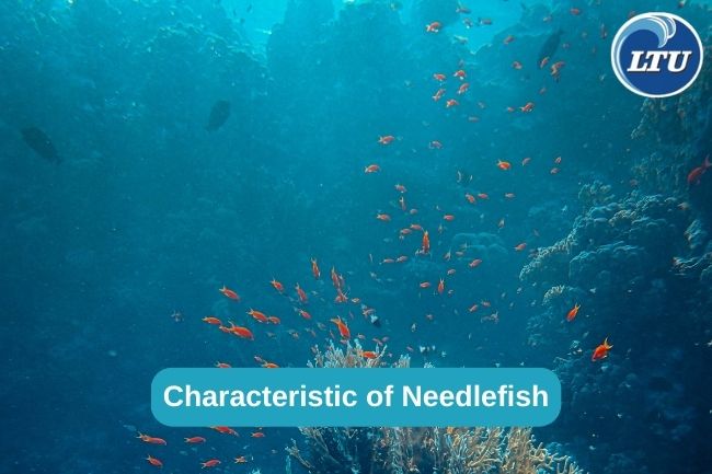 Characteristic of Needlefish